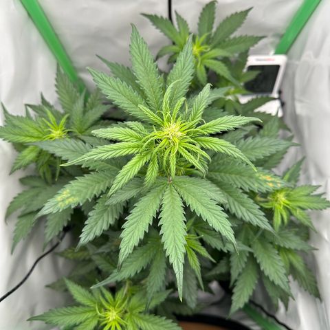 Anni growlog timeline photo