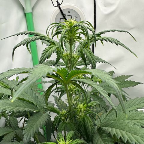 Anni growlog timeline photo