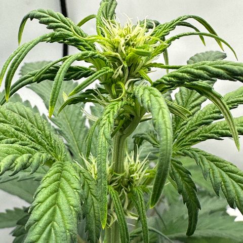 Anni growlog timeline photo