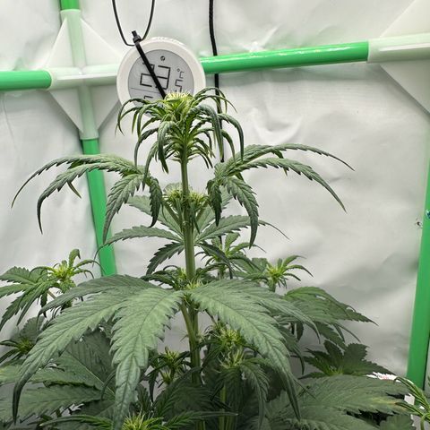 Anni growlog timeline photo