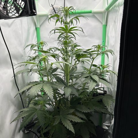 Anni growlog timeline photo
