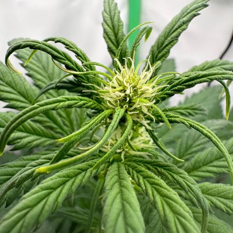 Anni growlog timeline photo