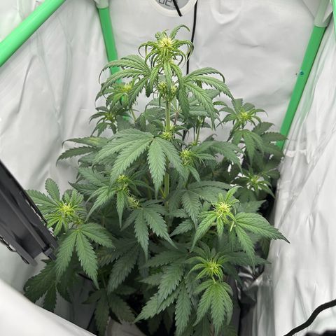 Anni growlog timeline photo
