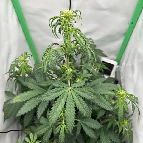 Anni growlog timeline photo