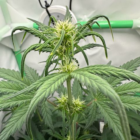 Anni growlog timeline photo