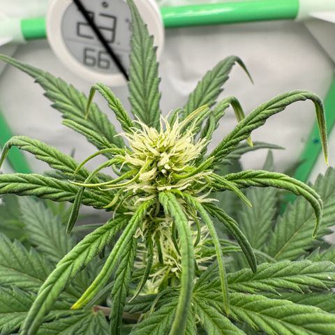 Anni growlog timeline photo