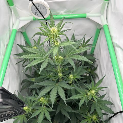 Anni growlog timeline photo
