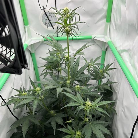 Anni growlog timeline photo