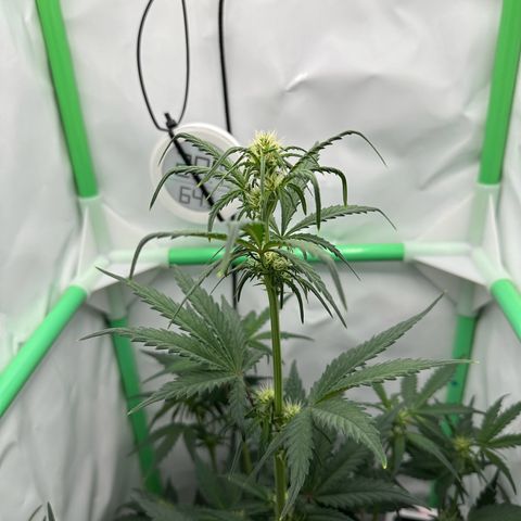 Anni growlog timeline photo