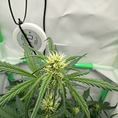 Anni growlog timeline photo