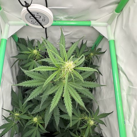 Anni growlog timeline photo