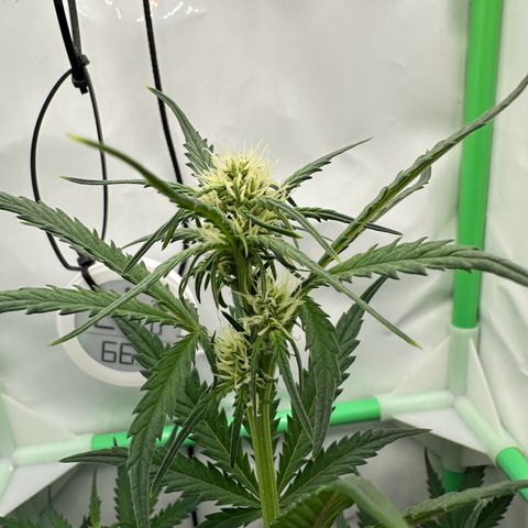 Anni growlog timeline photo