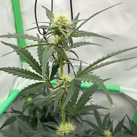 Anni growlog timeline photo