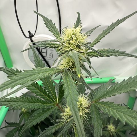 Anni growlog timeline photo