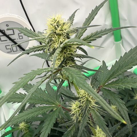 Anni growlog timeline photo