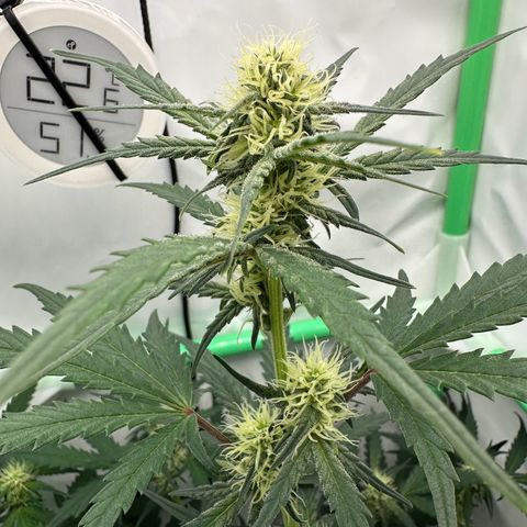 Anni growlog timeline photo