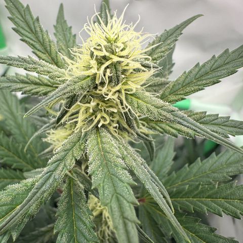 Anni growlog timeline photo