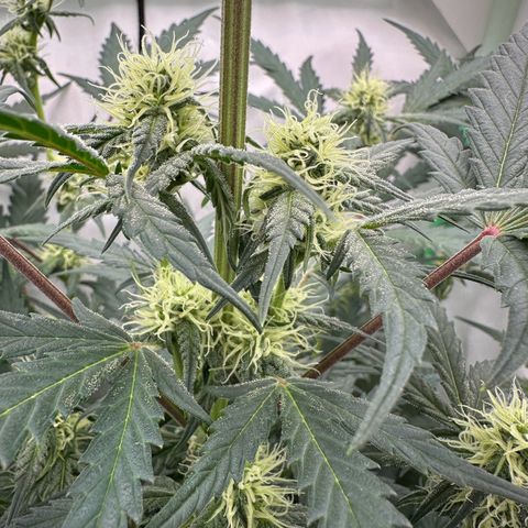 Anni growlog timeline photo