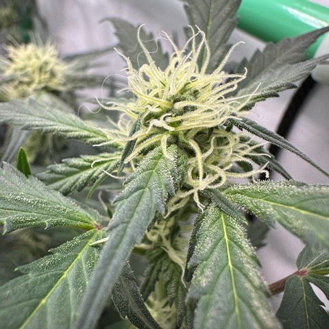 Anni growlog timeline photo