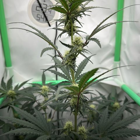 Anni growlog timeline photo