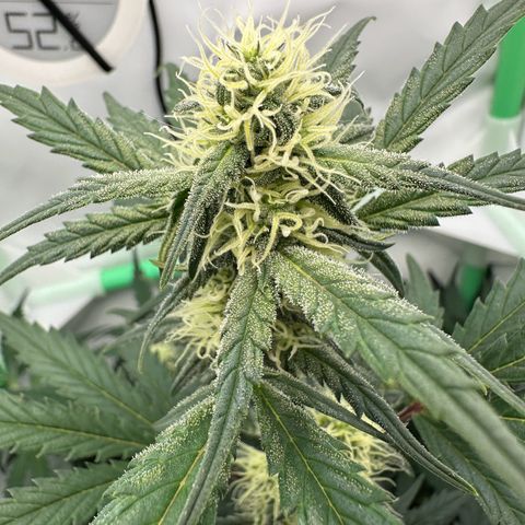 Anni growlog timeline photo