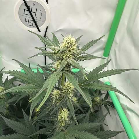 Anni growlog timeline photo