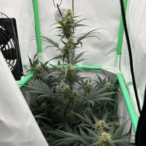 Anni growlog timeline photo