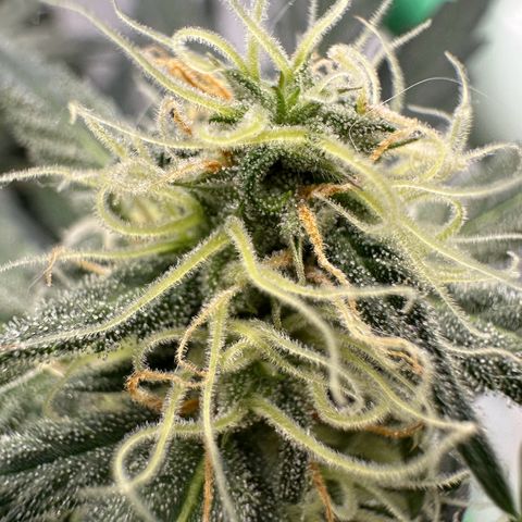 Anni growlog timeline photo