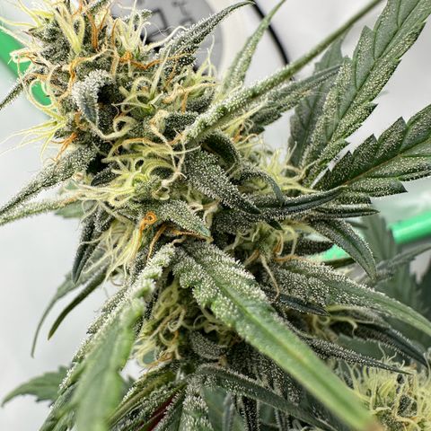 Anni growlog timeline photo