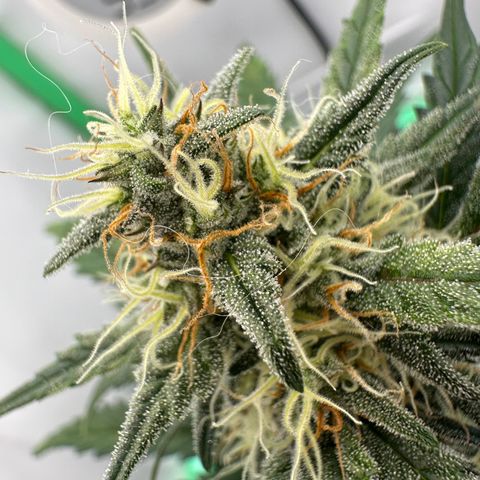 Anni growlog timeline photo