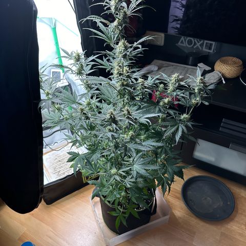 Anni growlog timeline photo