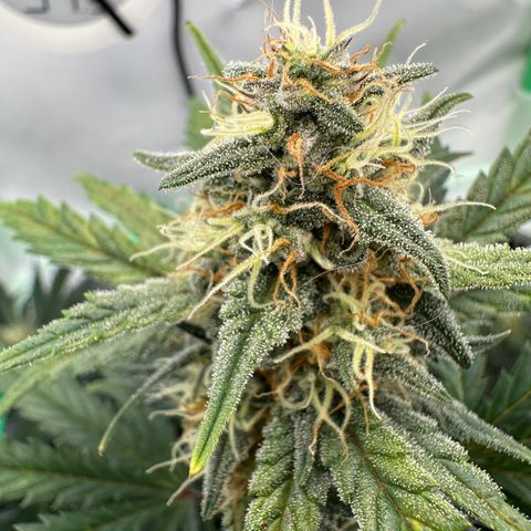 Anni growlog timeline photo