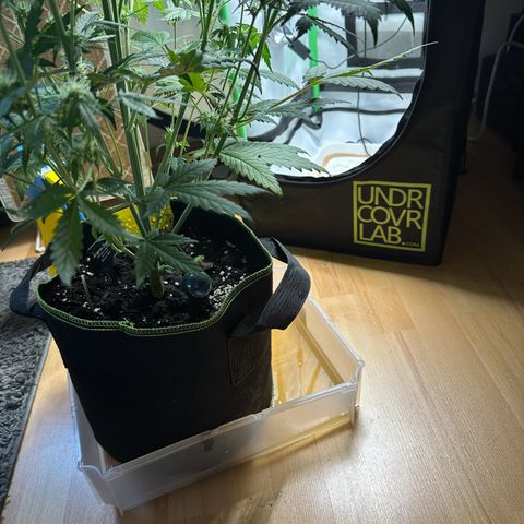 Anni growlog timeline photo