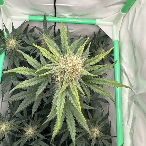 Anni growlog timeline photo