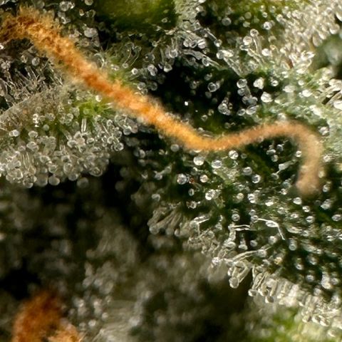 Anni growlog timeline photo