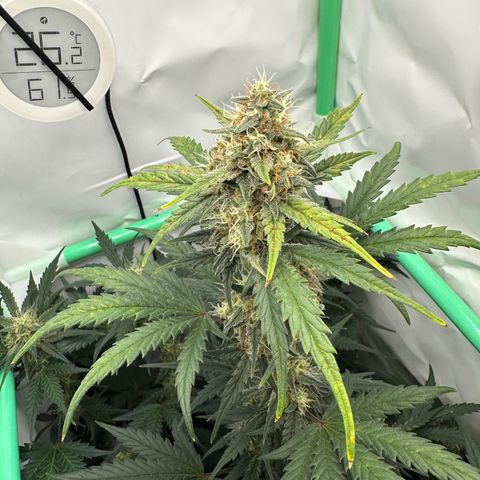 Anni growlog timeline photo