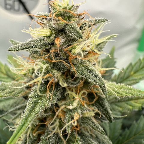 Anni growlog timeline photo