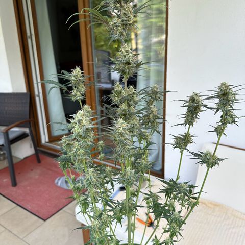 Anni growlog timeline photo