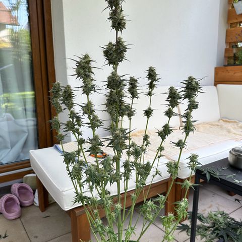 Anni growlog timeline photo
