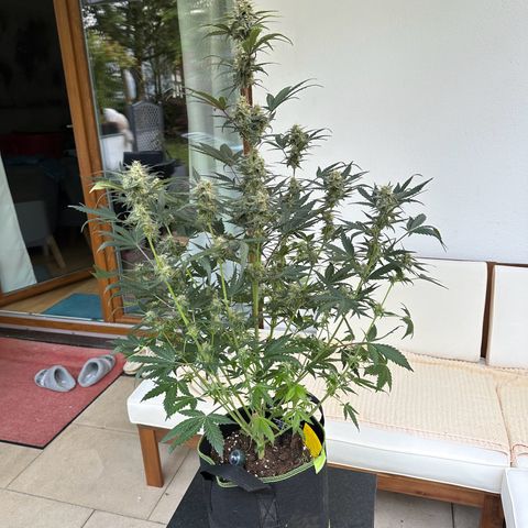 Anni growlog timeline photo