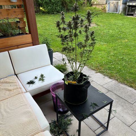 Anni growlog timeline photo