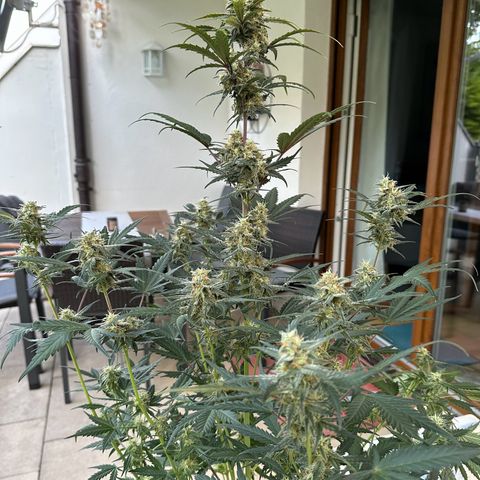 Anni growlog timeline photo