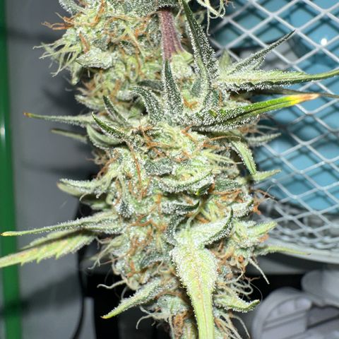 Anni growlog timeline photo
