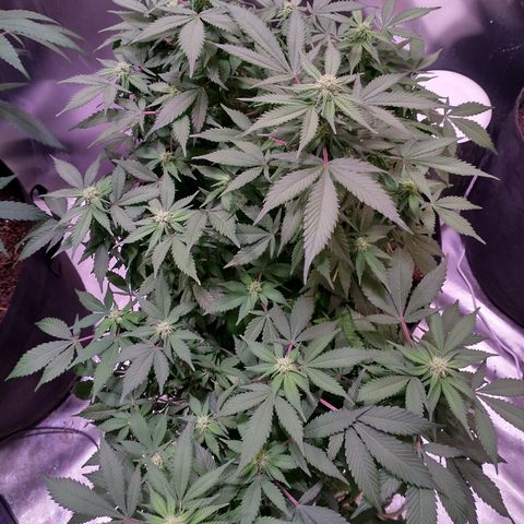 Chocaloto growlog photo: Buds are coming in nicely although this one is a slow bloomer so it will be ready after the others are harvested