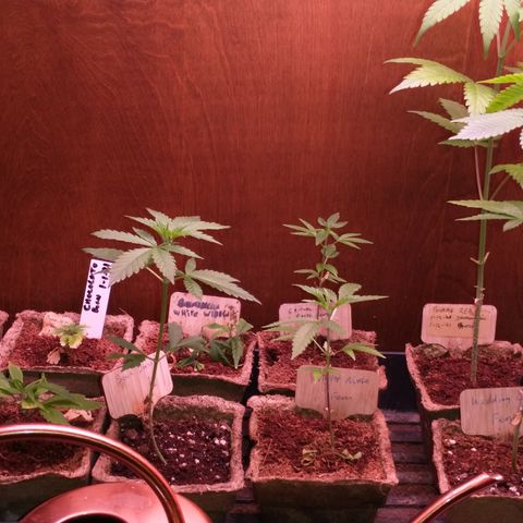 White Widow #2 growlog photo: Tried cloning the white widow with partial flowers on it. 
4 plants are from seed the rest are clones