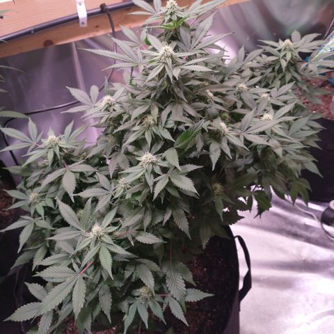 Chocaloto growlog timeline photo
