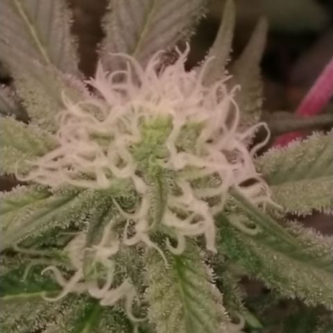 Chocaloto growlog timeline photo
