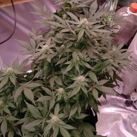Chocaloto growlog timeline photo