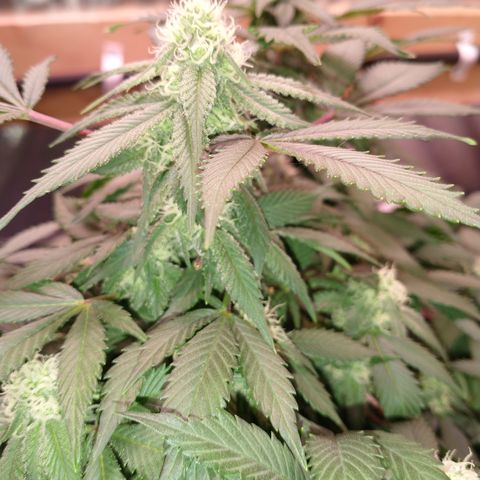 Chocaloto growlog timeline photo