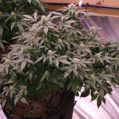 Chocaloto growlog timeline photo